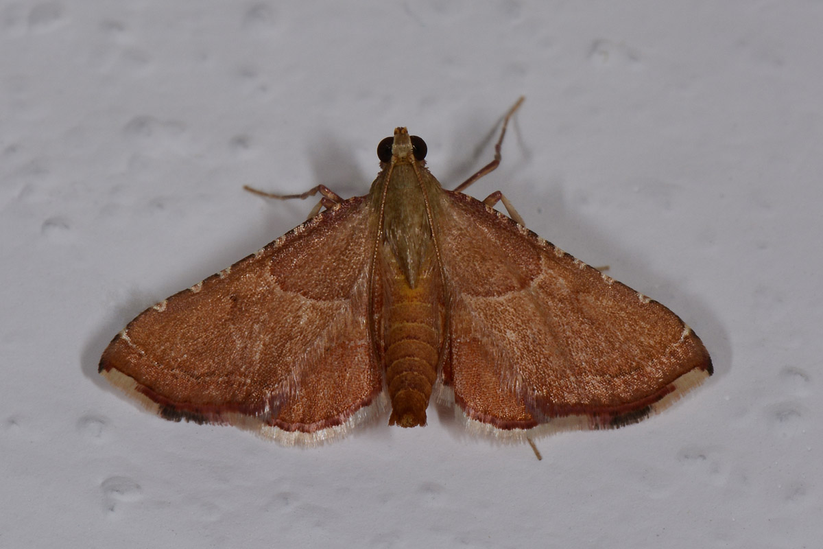 Pyralidae - Endotricha flammealis? S